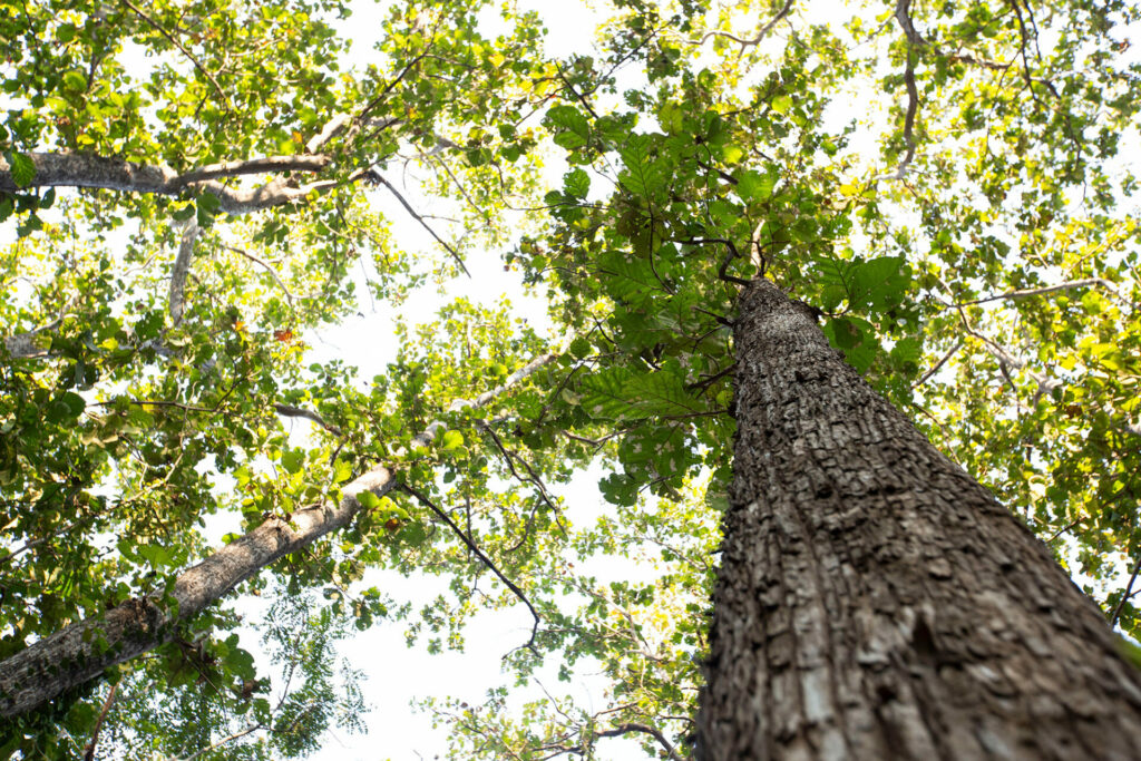 teak tree serapium forest