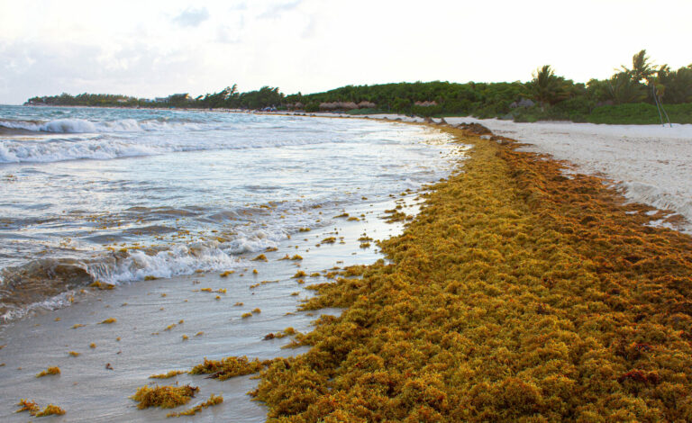 sargassum seaweed