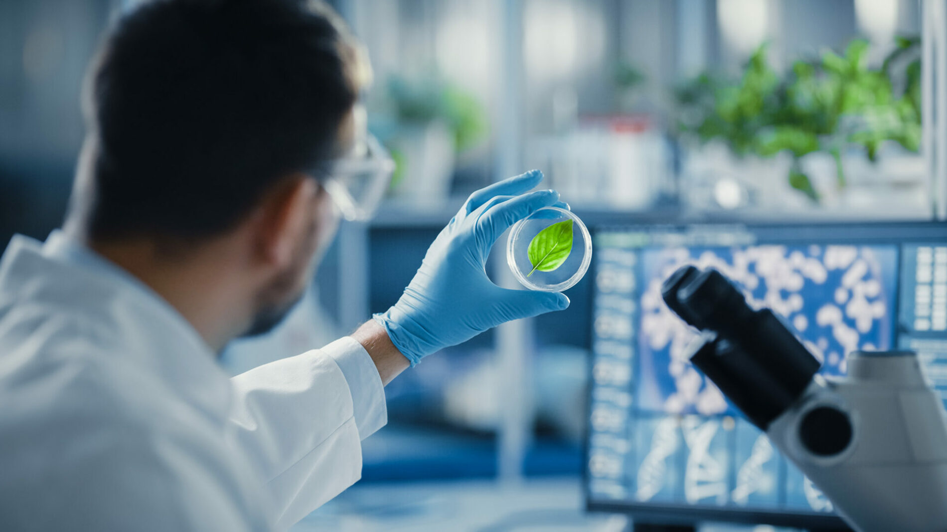 Male Microbiologist Looking at a Healthy Green Leaf Sample. Medical Scientist Working in a Modern Science Laboratory with Advanced Technology Microscopes and Computers.